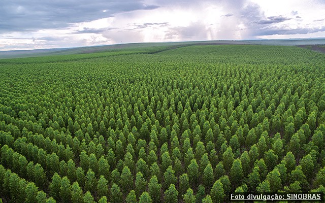 SINOBRAS investindo em sustentabilidade