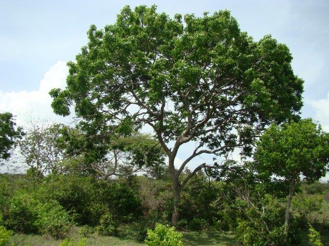 CSP se preocupa com o meio ambiente