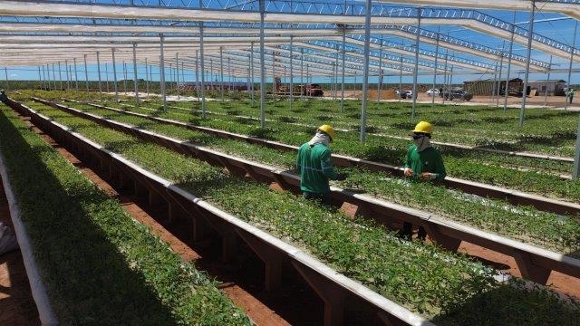 Baixo carbono na siderurgia: O caminho do Brasil