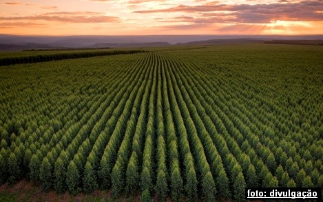 Aperam BioEnergia, comemora aniversário