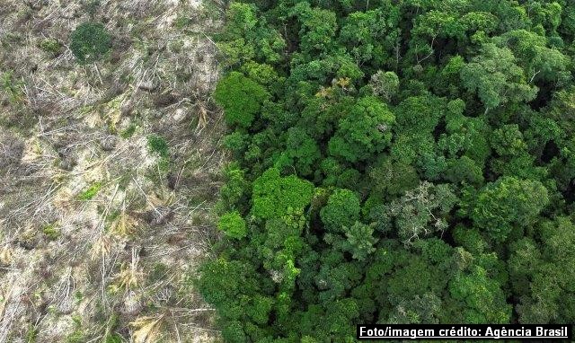 Os impactos do desmatamento da Amazônia à economia brasileira