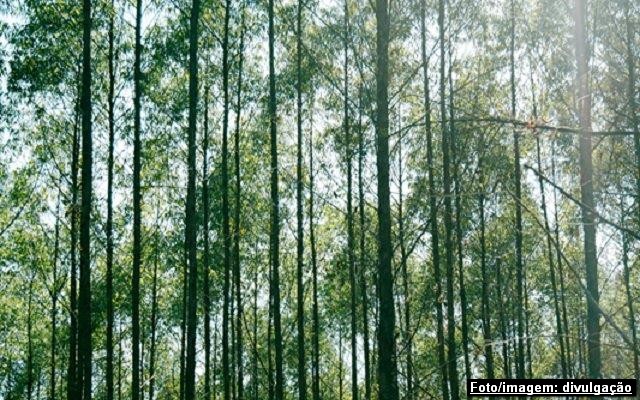 Aço Verde do Brasil e a sustentabilidade