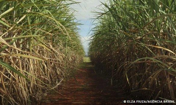 Biomassa: energia que cresce