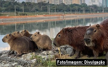 Cercas de proteção em aço na Marginal Pinheiros